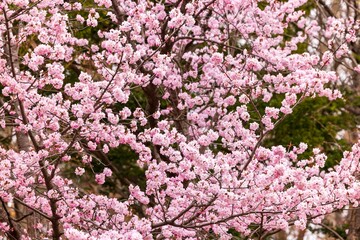 Cherry blossoms in full bloom in beautiful spring in Japan