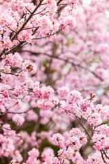 Cherry blossoms in full bloom in beautiful spring in Japan