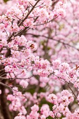 Cherry blossoms in full bloom in beautiful spring in Japan