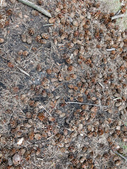 pine cones lying in the forest on the ground under a pine