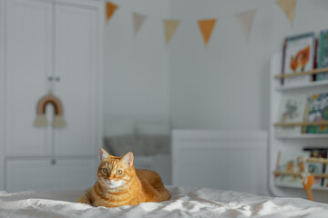 Red cat lies on a white bed in a children's room in the sun