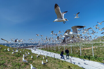 【青森県八戸市蕪島】うみねこ繁殖地の春。一斉に飛び立つウミネコの乱舞