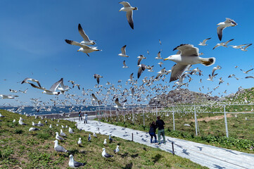 【青森県八戸市蕪島】うみねこ繁殖地の春。一斉に飛び立つウミネコの乱舞
