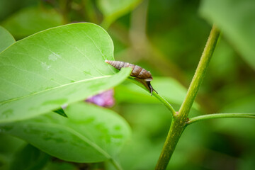 bug on a leaf