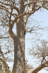 Accro Baobab Adventure. Climbing trees. Child climbs a baobab in Accro Baobab Adventure park,...