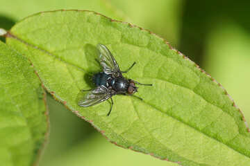Close up blow fly Bellardia of the family blow flies, Calliphoridae on a leaf. Dutch garden....