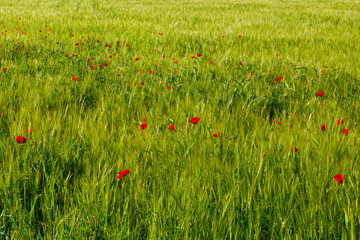 kwiat roślina wiosna flora natura