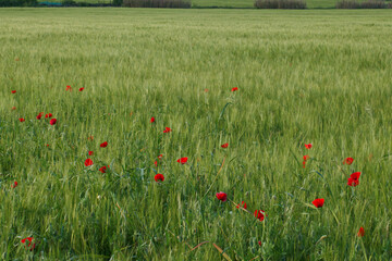 kwiat roślina wiosna flora natura