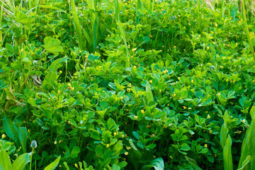 rośliny wiosna natura flora przyroda