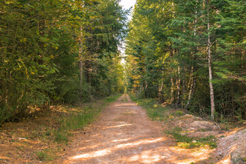 Obraz premium Hanmer Springs Forest walk