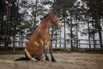 Bay horse sits on the sand
