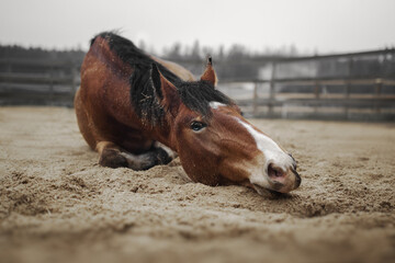 Bay horse lies on the sand