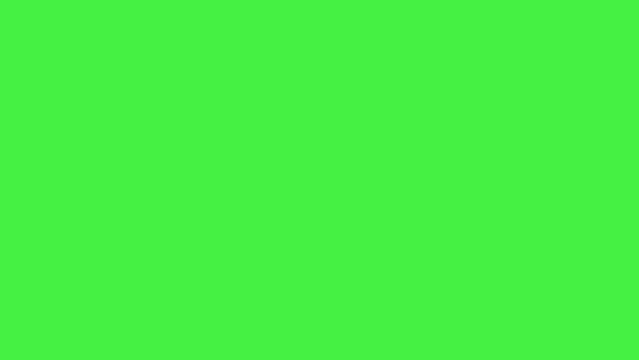 Purebred german shepherd walking after his toy on a Green Screen, Chroma Key.