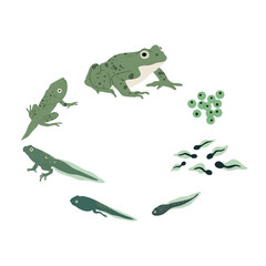 Frog life cycle. Vector hand drawn illustration. Isolated on white backgground.