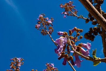 kwiat roślina wiosna flora natura