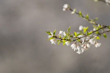 桜咲く