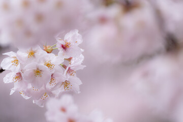 Obraz premium 桜咲く