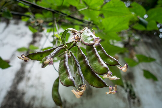 A Close Up Shot Of Lima Bean (Phaseolus Lunatus) Hanging In Bunches In An Indian Garden. A Lima Bean, Also Commonly Known As The Butter Bean, Sieva Bean.