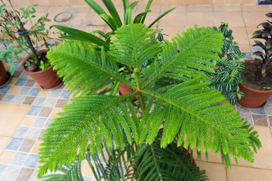 A Close Up Shot Of Monkey Puzzle Tree, Araucaria Araucana Growing In A Flower Pot In An Indian Household Balcony.