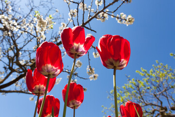 Obraz premium red tulips receive direct sunlight with blue sky background and flowering tree.