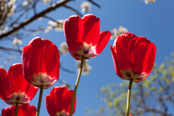 Obraz premium red tulips receive direct sunlight with blue sky background and flowering tree.