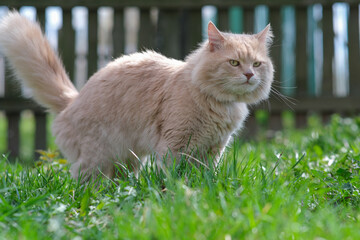 A fluffy cat of an unusual color roams in the yard.
