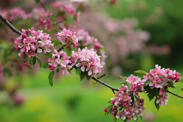 Fototapeta premium A branch of sakura blossoms are in full bloom with selective focus against a blurry background