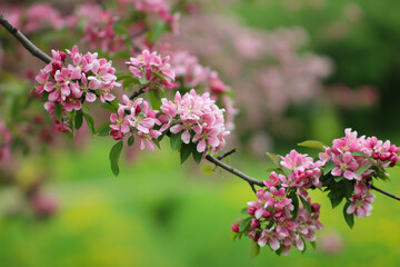 A branch of sakura blossoms are in full bloom with selective focus against a blurry background