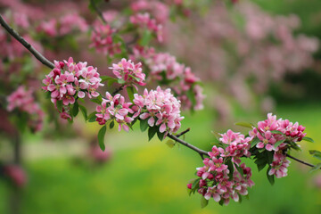 A branch of sakura blossoms are in full bloom with selective focus against a blurry background