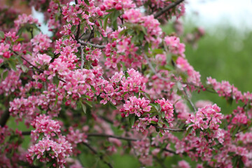 A sakura blossoms are in full bloom with selective focus, flowers pink background