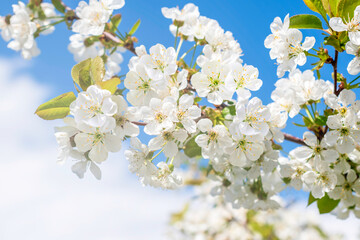 Flowers of the cherry blossoms on a spring day