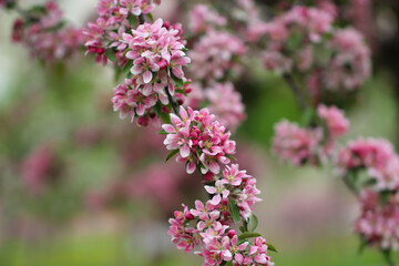 A branch of sakura blossoms are in full bloom with selective focus against a blurry background