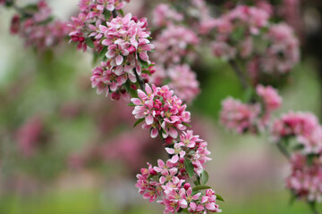 A branch of sakura blossoms are in full bloom with selective focus against a blurry background