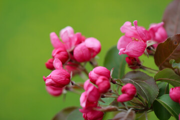 Beautiful pink apple tree flowers and buds with selective focus on the natural green background for the banner