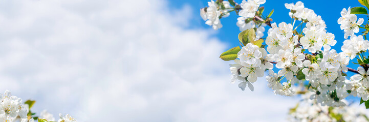 Obraz na płótnie Canvas Cherry blossom frame .Spring season.Natural background.Space for text, Banner
