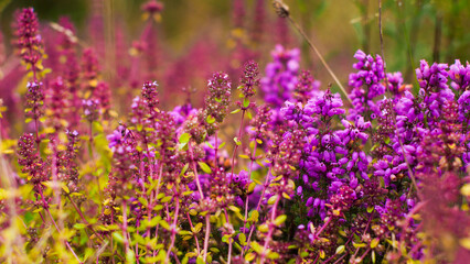 Champ de bruyères sauvages, dans la forêt des Landes de Gascogne.  Elles ressemblent à des lavandes