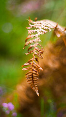 Macro d'une feuille de fougère aux teintes cuivrées, sur un fond verdoyant