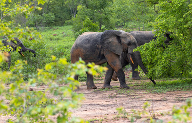 Elephants in Mole National Park, Ghana