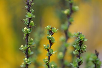 Decorative plant with small green leaves and blossom and spikes vertical branches on yellow flowers background close up texture