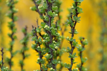 Decorative plant with small green leaves and blossom and spikes vertical branches on yellow flowers background close up texture