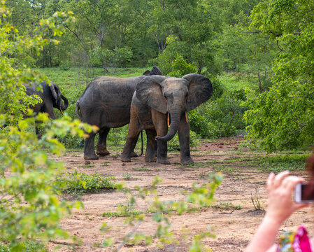 Elephants in Mole National Park, Ghana