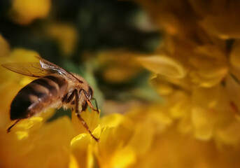 Wild bee on yellow flower, soft focus