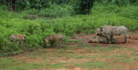 Naklejka na ściany i meble Warthogs in Mole National Park, Ghana