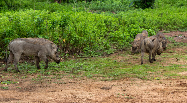 Warthogs in Mole National Park, Ghana
