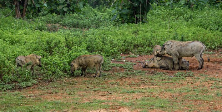 Warthogs in Mole National Park, Ghana