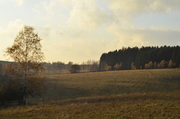 Fototapeta na wymiar Morning landscape of grass meadows and forest with yellow birch in front. Misty autumn morning.