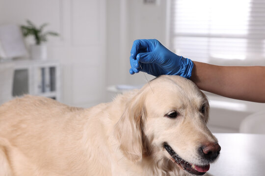 Veterinary holding acupuncture needle near dog's head in clinic, closeup. Animal treatment