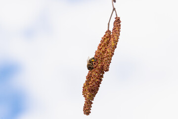 Bee on tree catkins in spring.