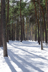 Sunny winter day in the forest. Pine forest in winter.