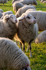 Obraz premium Schafe / Schafsherde / Schaf in Köln Poll (Poller Wiesen) am Rheinufer